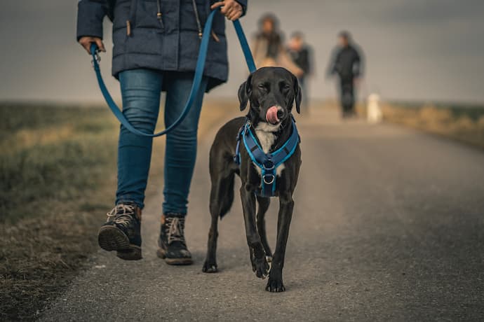 how to teach a dog to walk on a leash