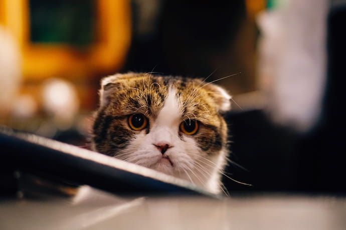 Do Cats Get Bored? Signs and Solutions to Boredom in Cats