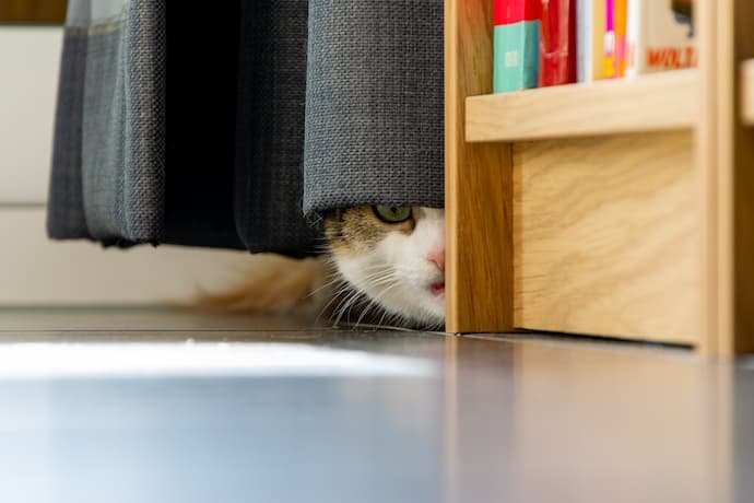 how long will a scared cat hide