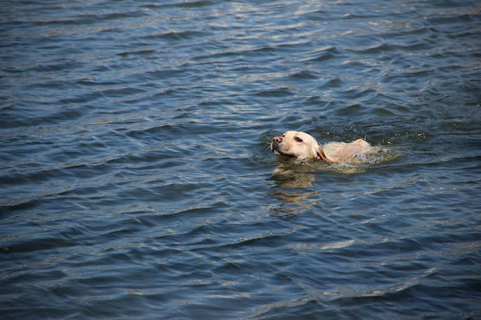 swimming dog