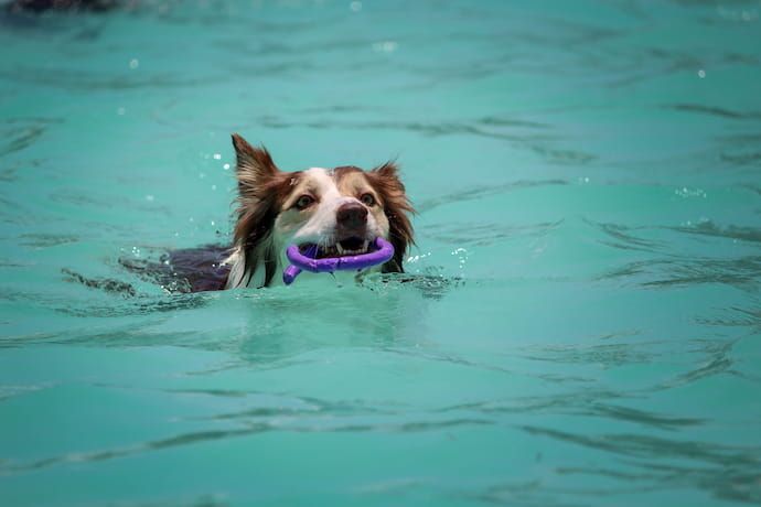 why do some dogs love water