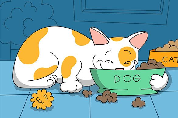 Can Cats Eat Dog Food They Can But Probably Shouldn t