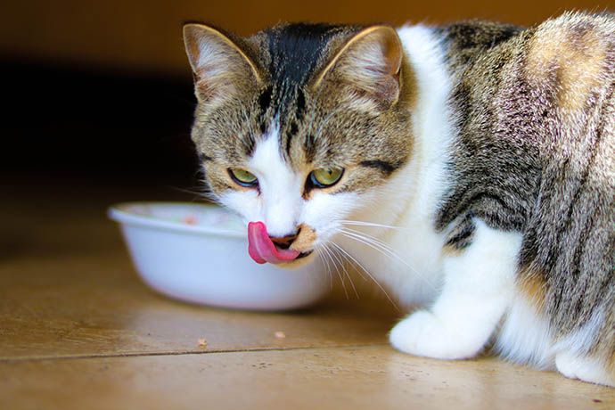 Can Cats Eat Dog Food? Know What's Safe & What's Not