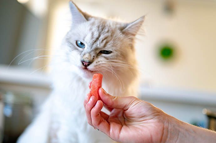 Cat eats dog clearance food side effects