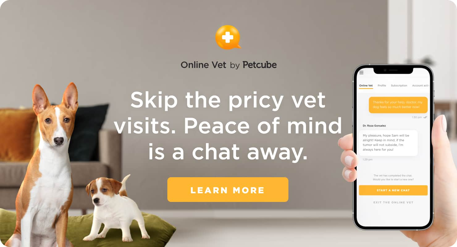 Petcube vet services