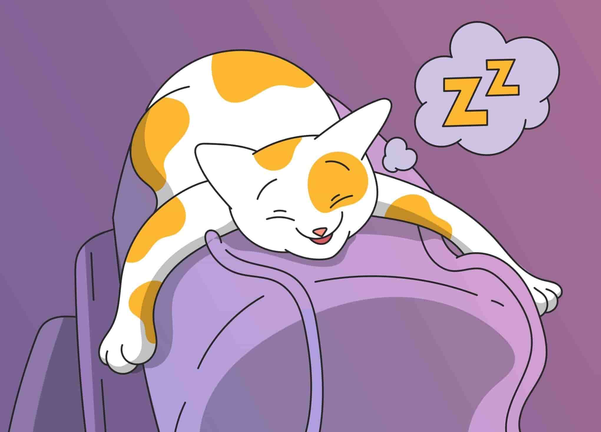Cat Snoring: 5 Reasons Why Your Cat Snores