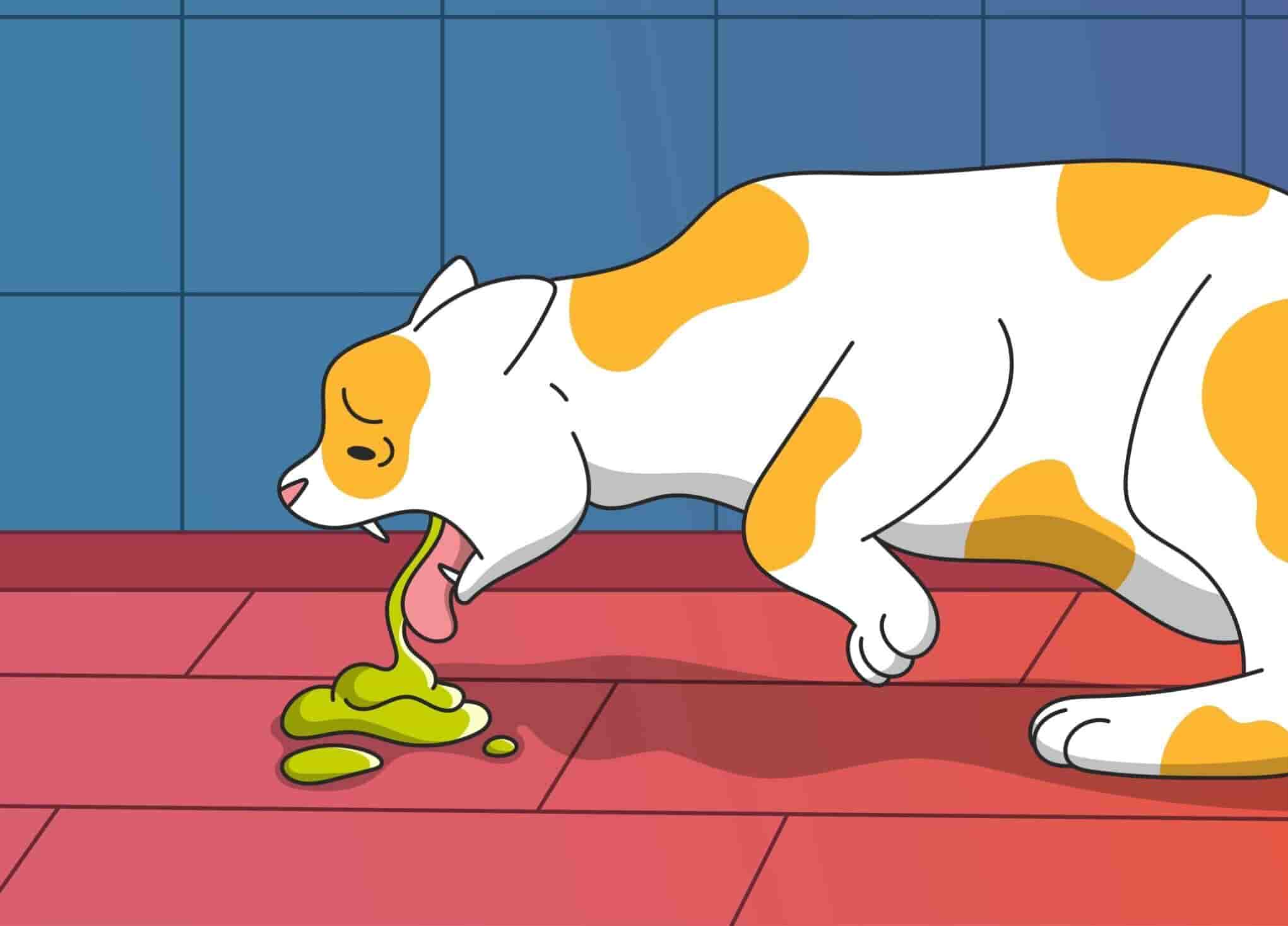 Cat Vomiting Explained Common Causes and Treatment