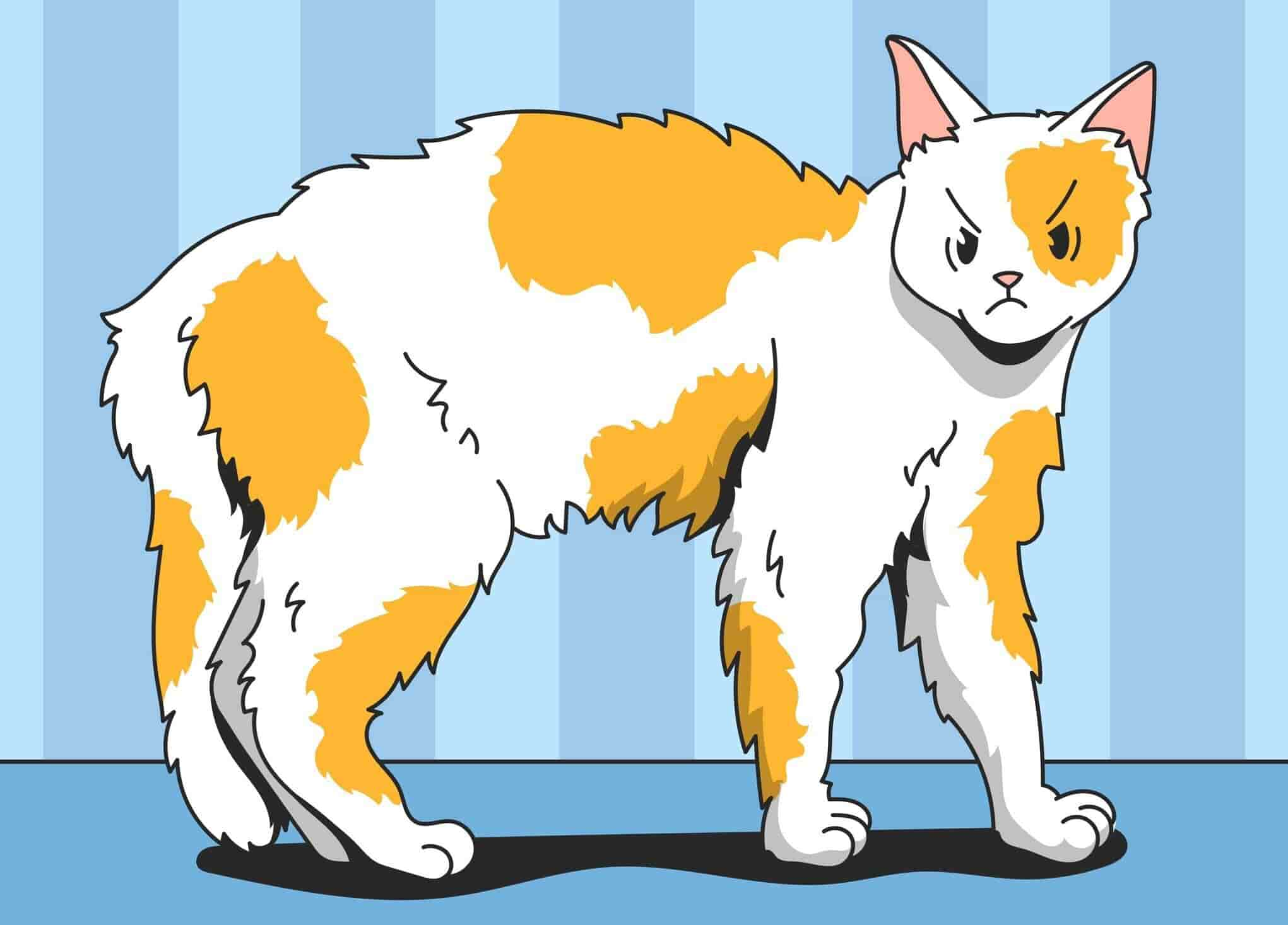 How Long Can a Cat Live With Hyperthyroidism