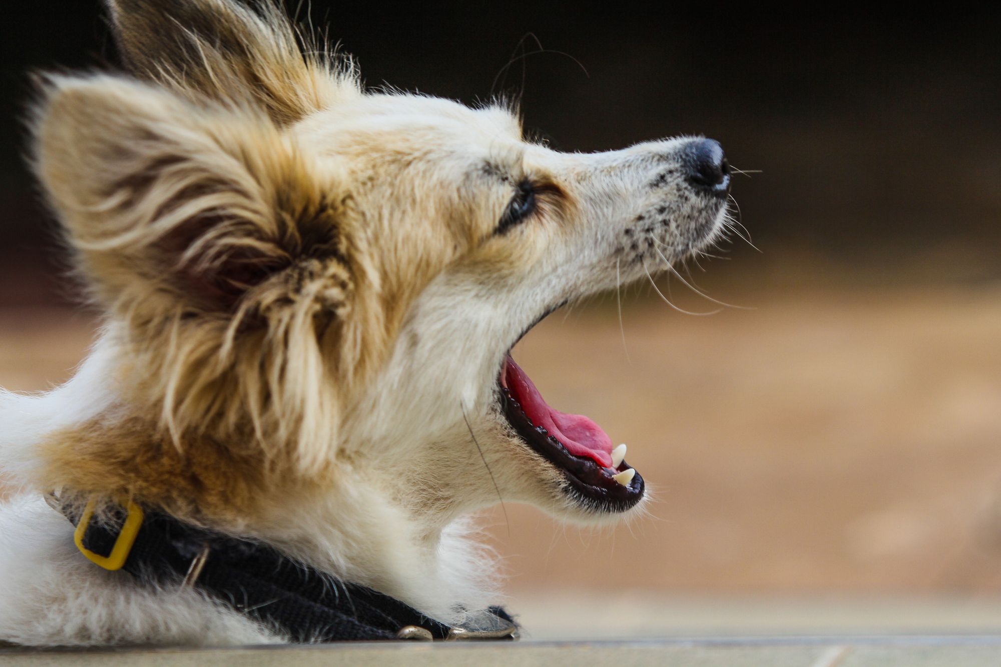 what does it mean if your dog yawns a lot