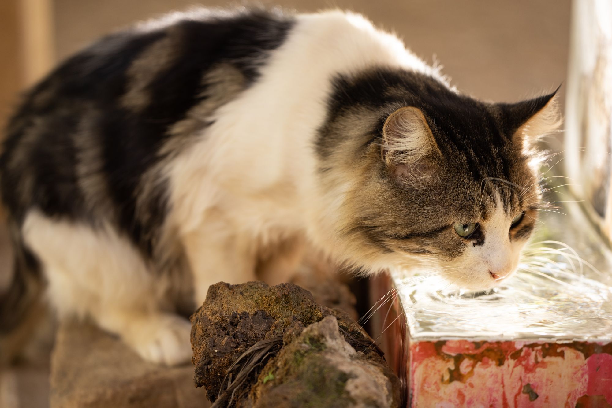 how-much-water-should-a-cat-drink