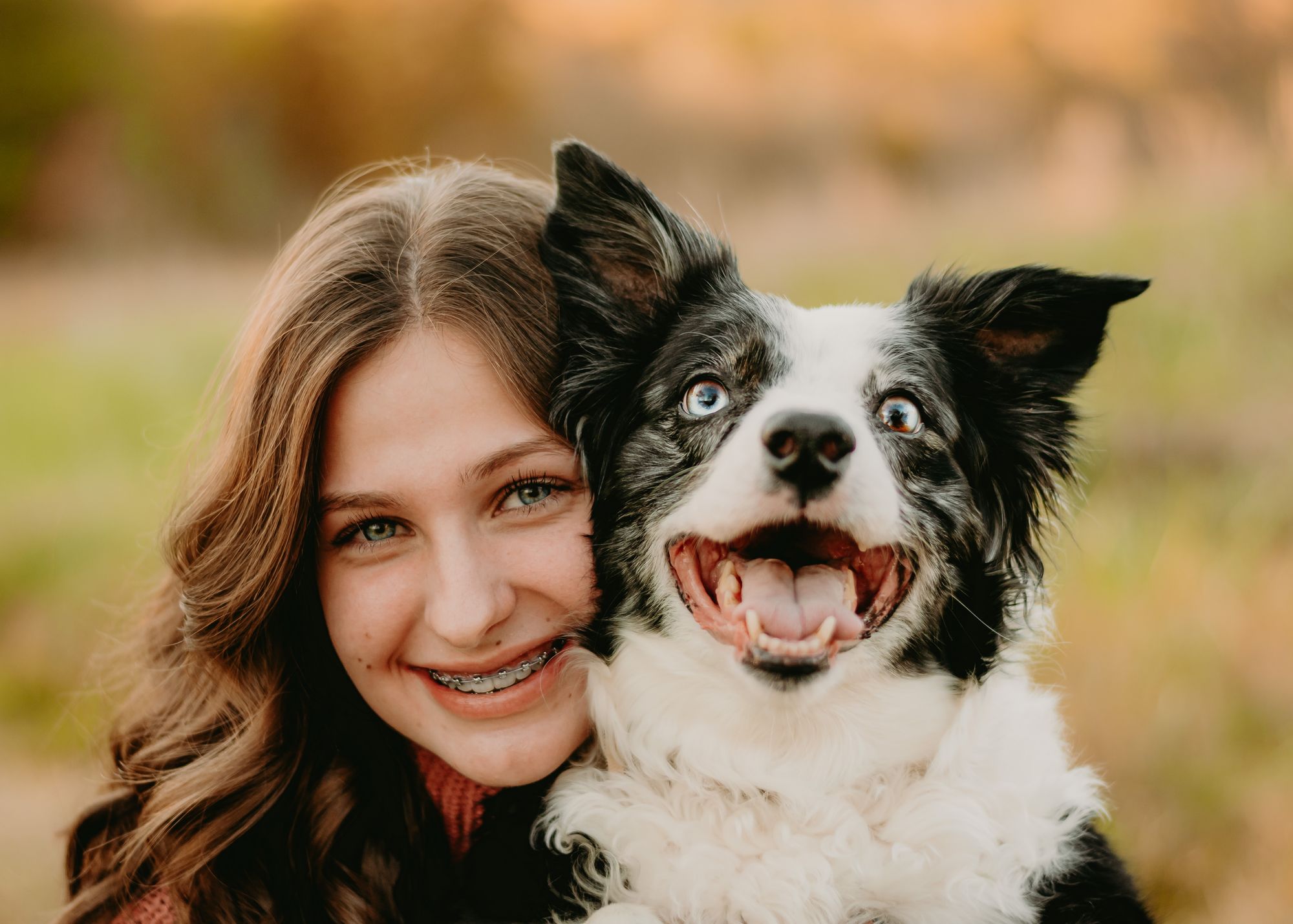 rotting-teeth-in-dogs