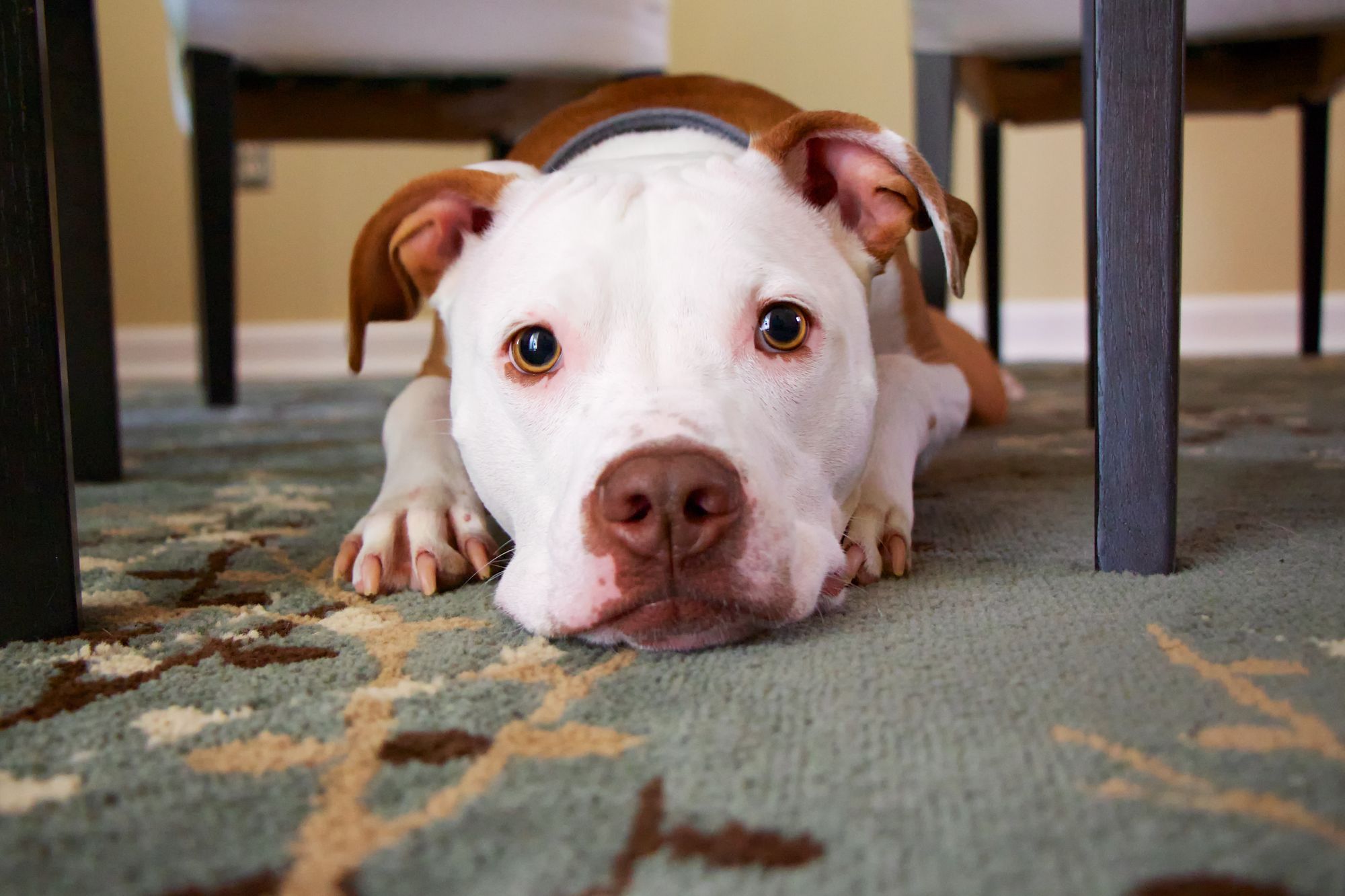 What is a Sploot and Why are Dogs Splooting