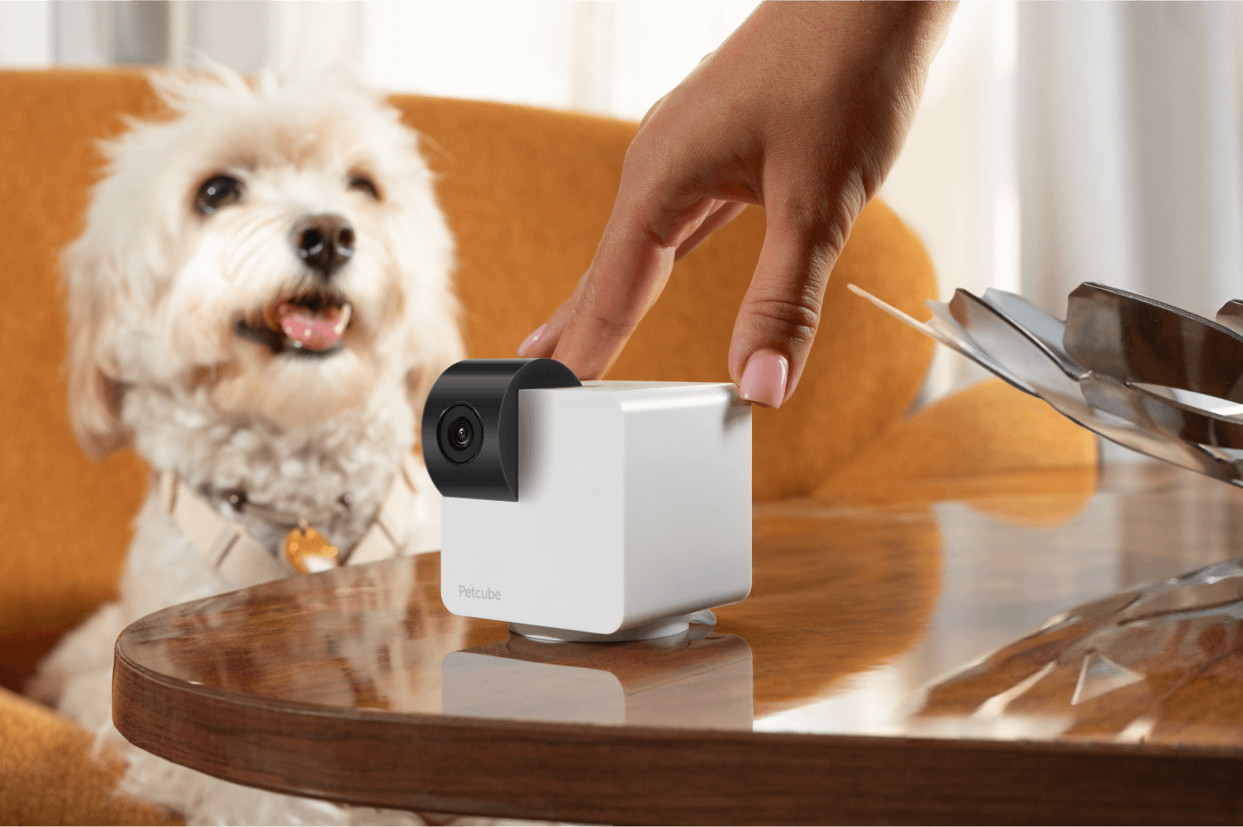 The petcube 2025