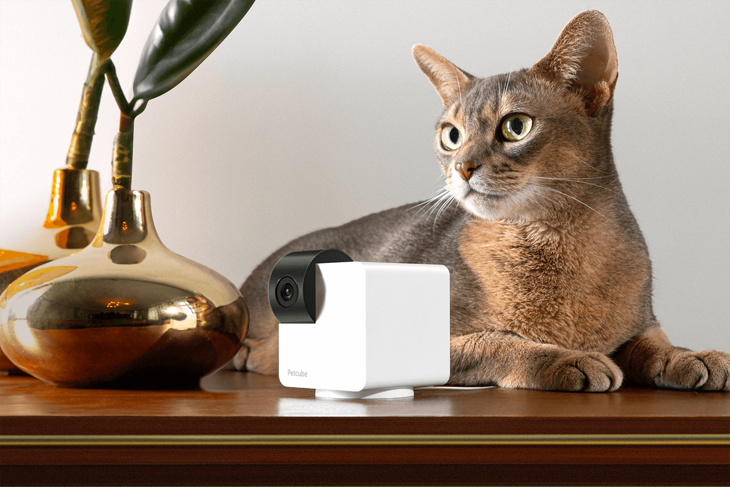  Petcube Cam 360 Camera  Ultimate Interactive WiFi Pet and  Home Security Pan-Tilt Camera with Phone App, 1080p HD Video, 360°  Rotation, Night Vision, Smart Alerts for Home Surveillance : Electronics