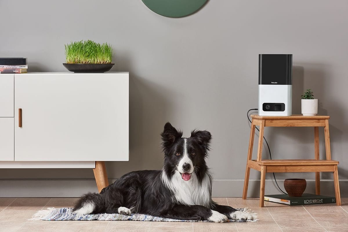 7 Innovative Features of Petcube Bites Treat Camera