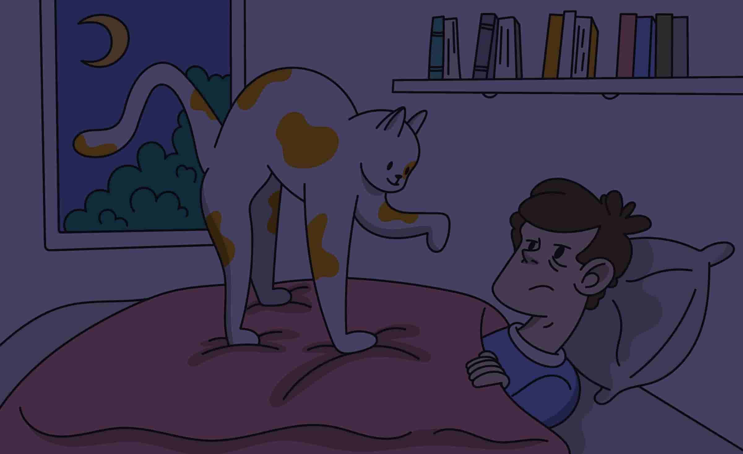 Why do Cats Meow at Night and How to Make Them Sleep