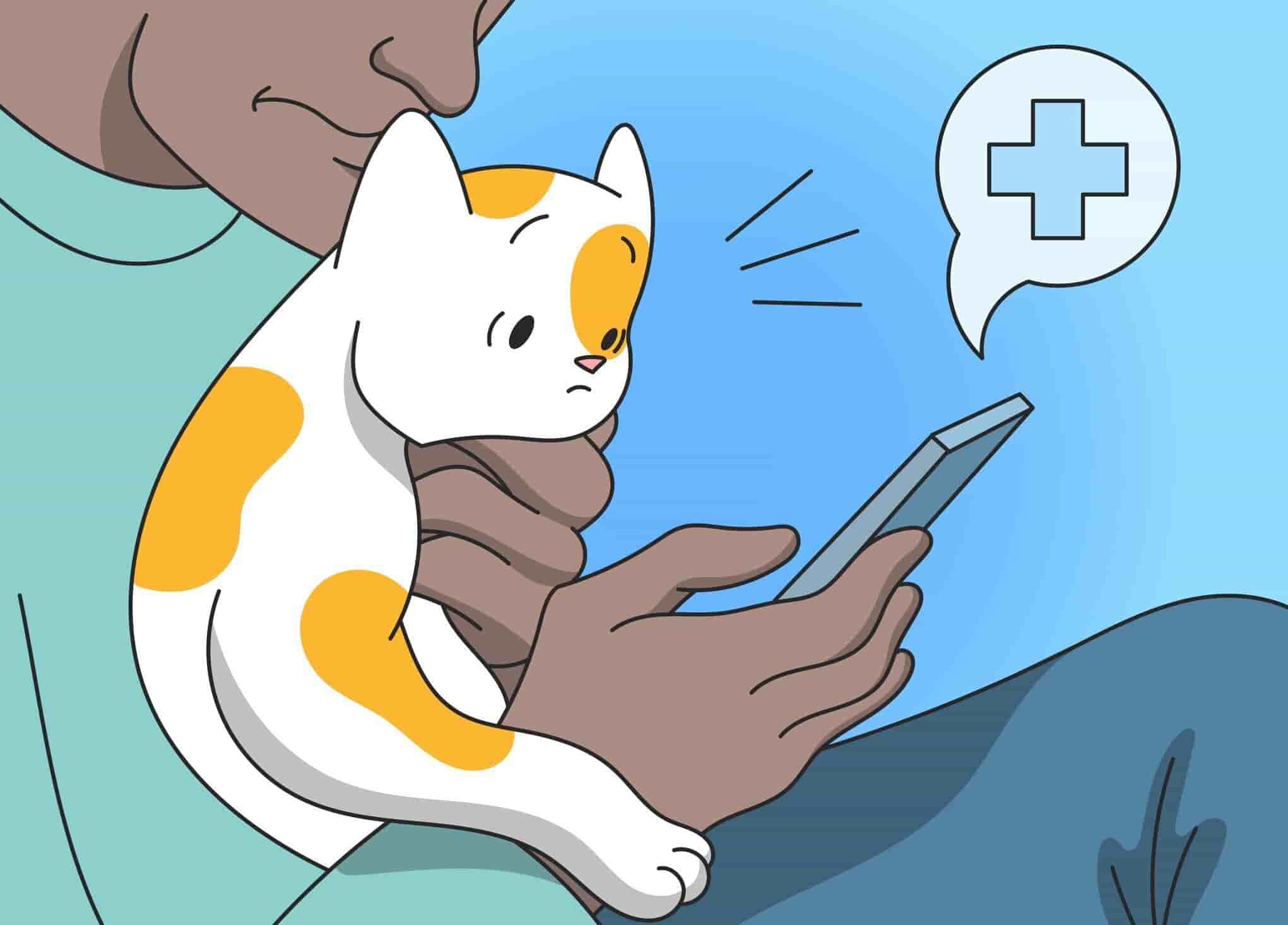 Vet Pricing How Much Does the Vet Cost?