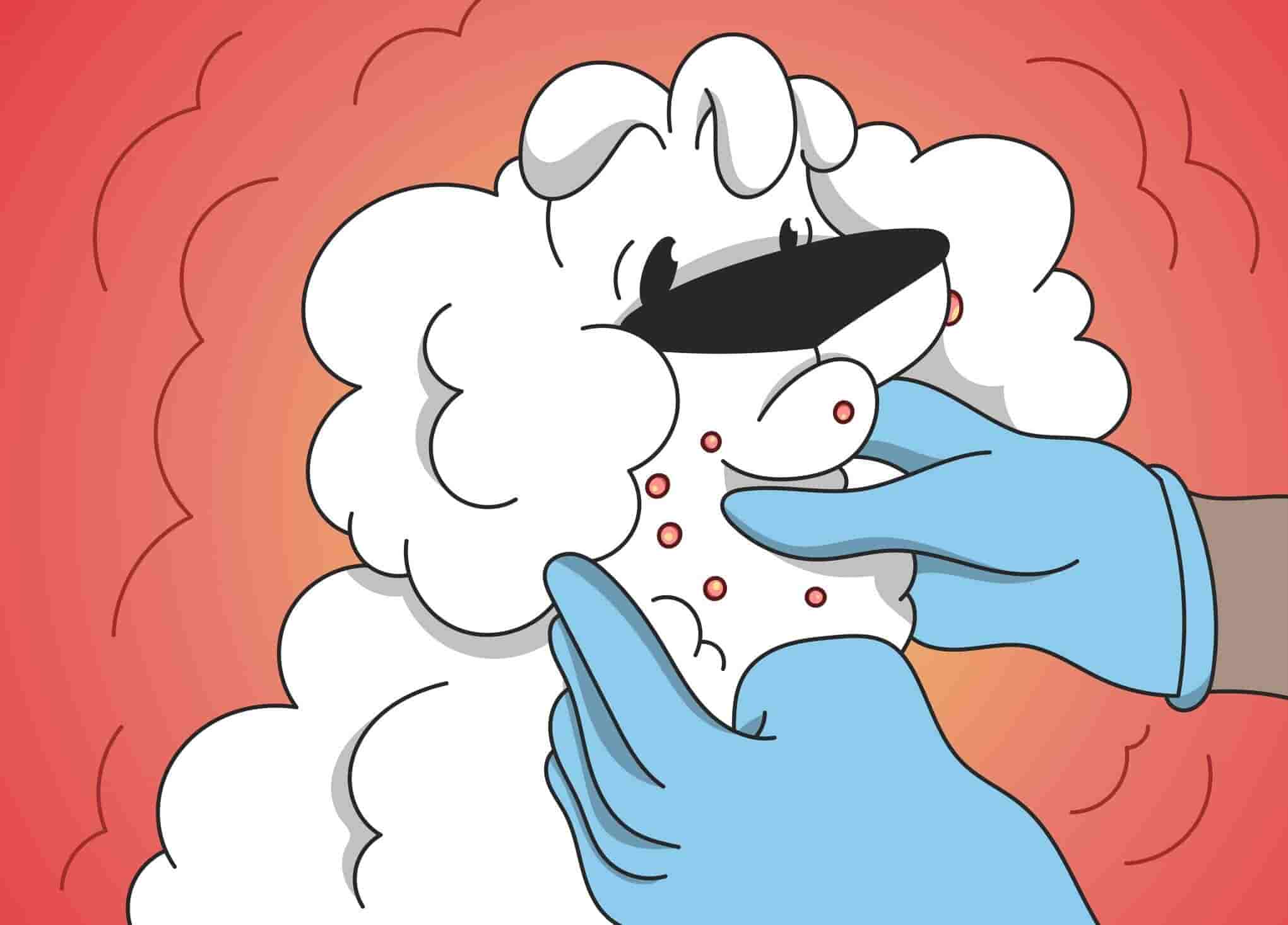 Can Dogs Get Pimples? Dog Acne Treatment 101