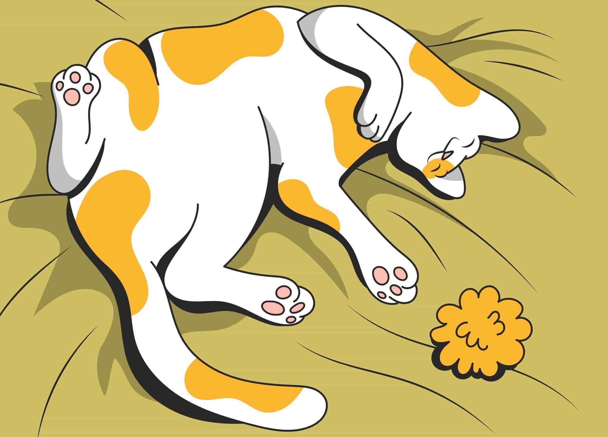Cat Twitching In Sleep When To Worry And What To Do