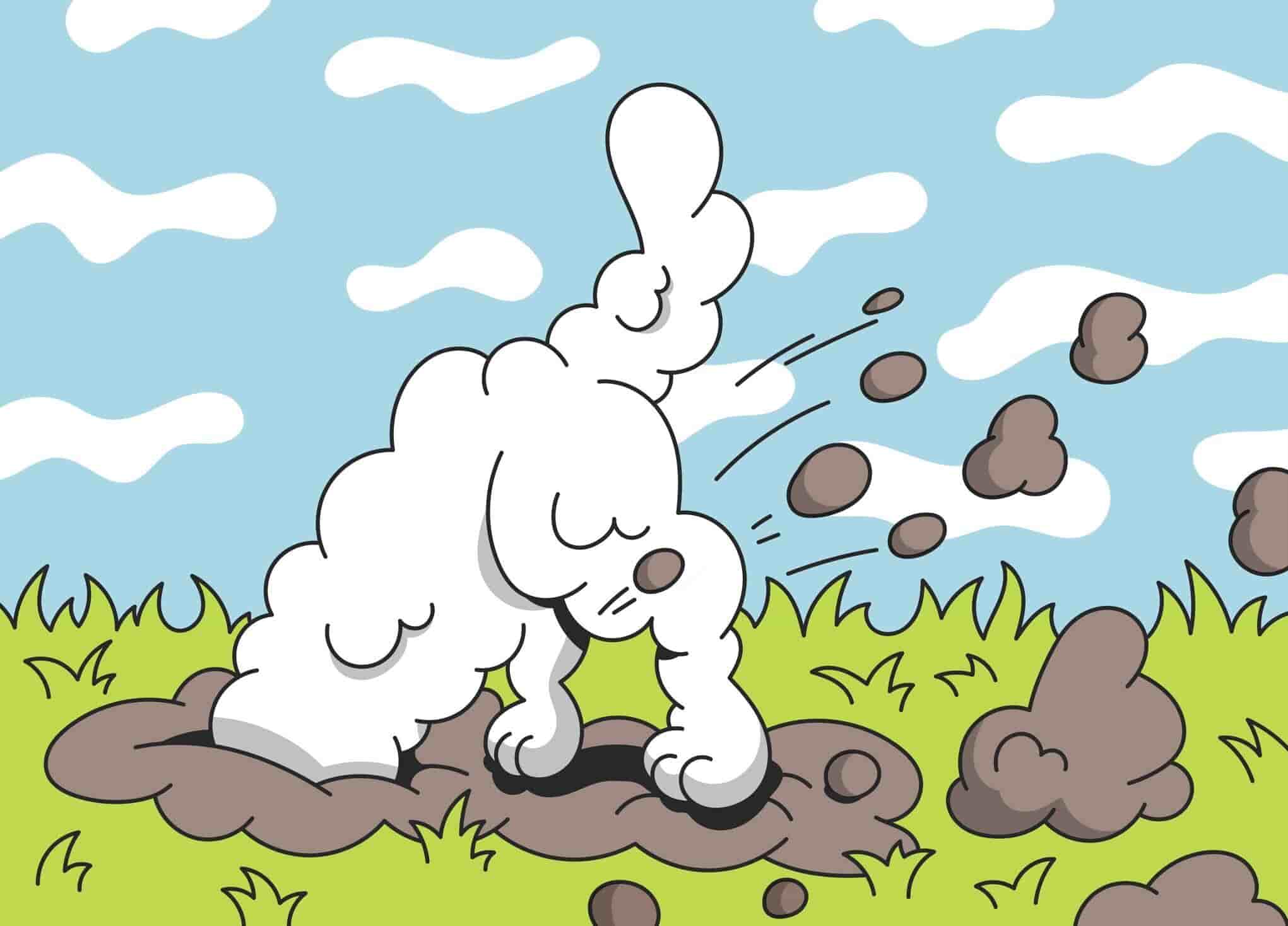 Why Is My Dog Digging (Everything Around)?