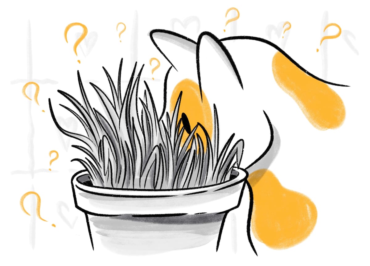 Cat Grass Is Cat Grass Good For Cats?