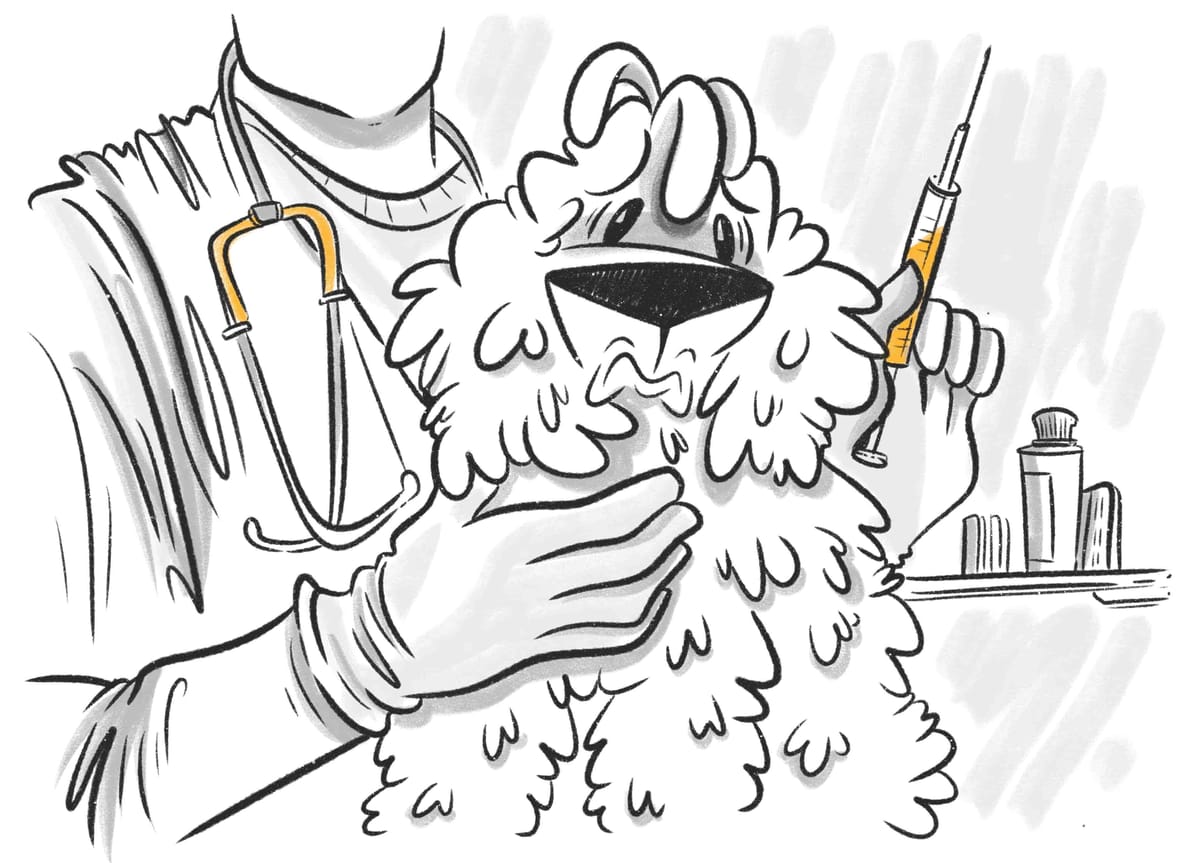 Bordetella Vaccine For Dogs