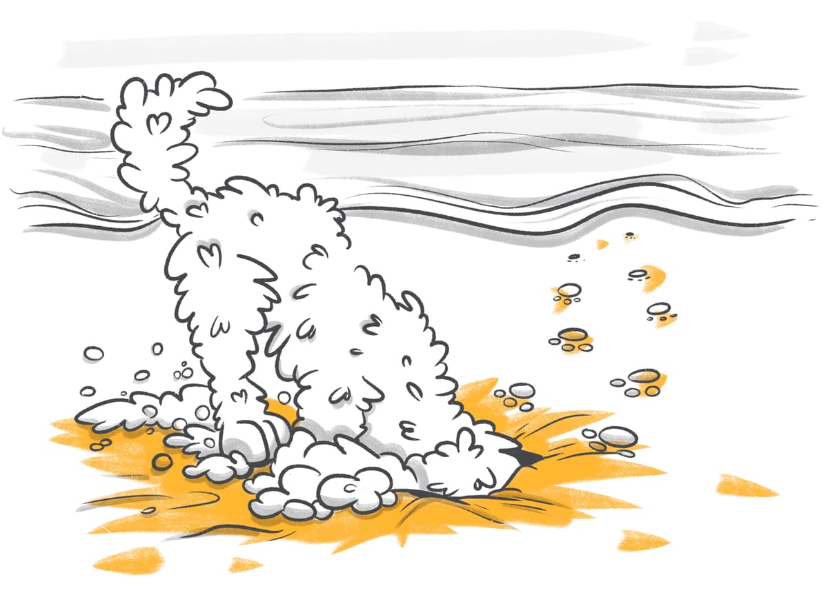 Why Dogs Hide Bones And Other Things?