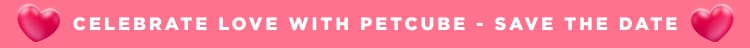 Celebrate love with Petcube - Save the Date