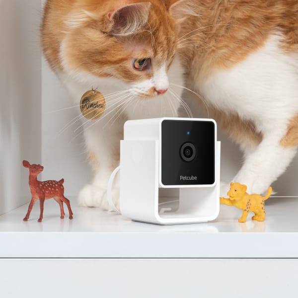 Caméra de surveillance pour animaux de compagnie Petcube Cam avec