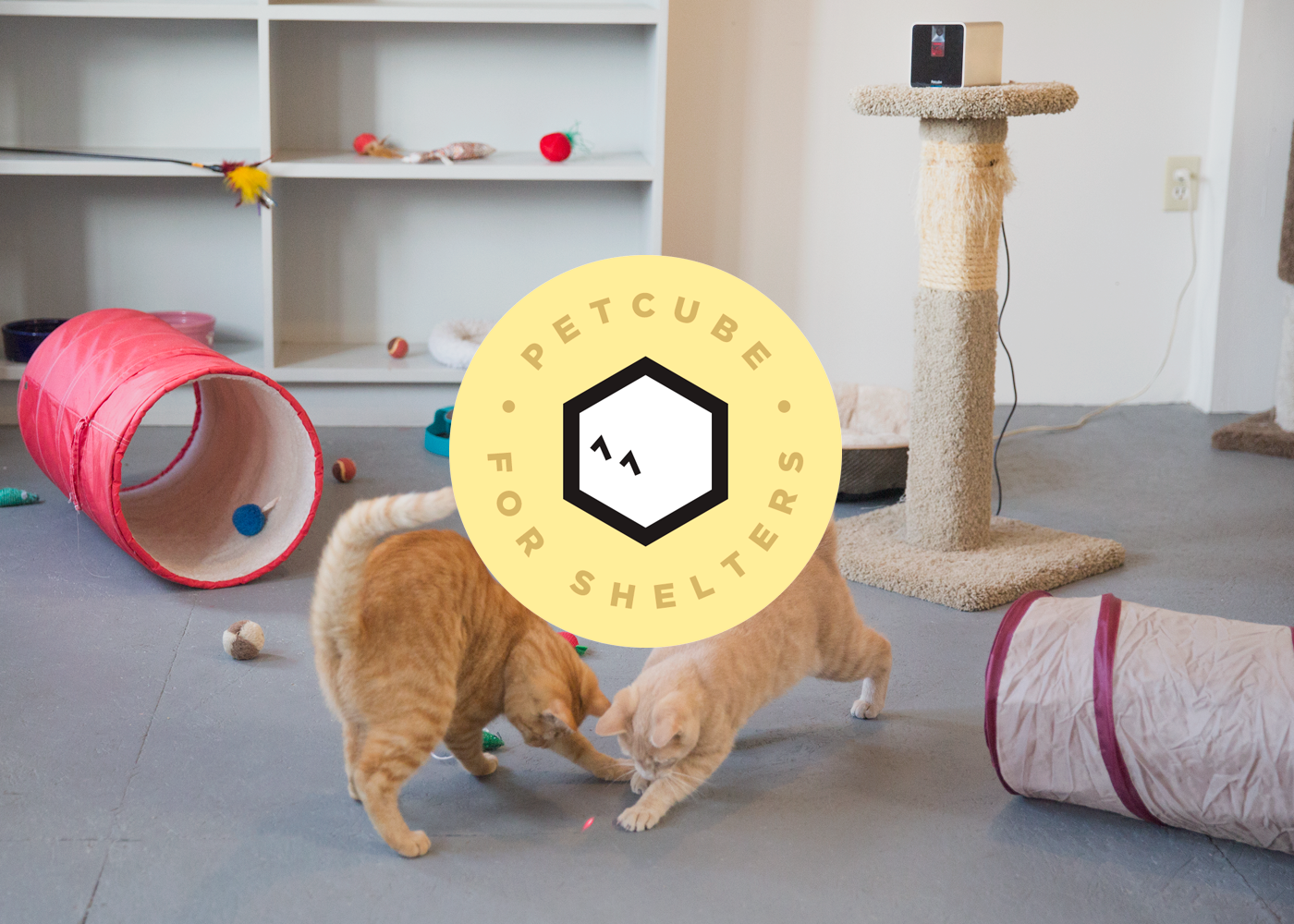 Petcube App Enables RealTime Interaction With Shelter Pets