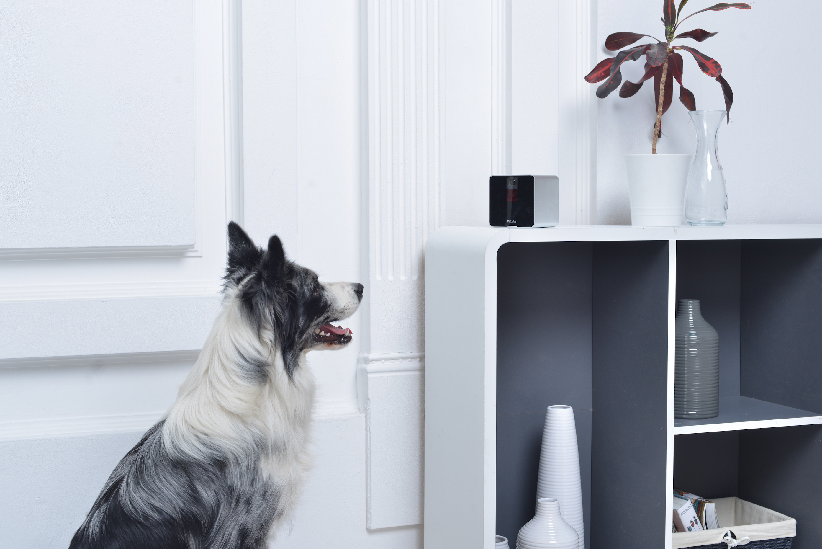 Petcube, Inc. Announces Petcube Protect at CES