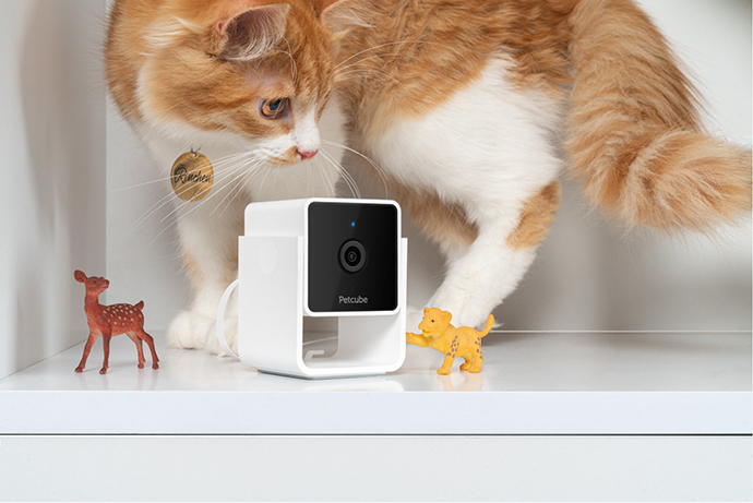 a cat and a Petcube Cam